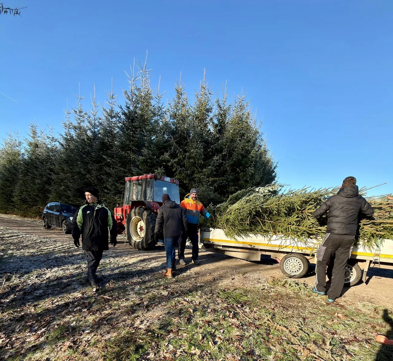 TuSpo-Team holte und verteilte Weihnachtsbäume zur Dekoration im Dorf